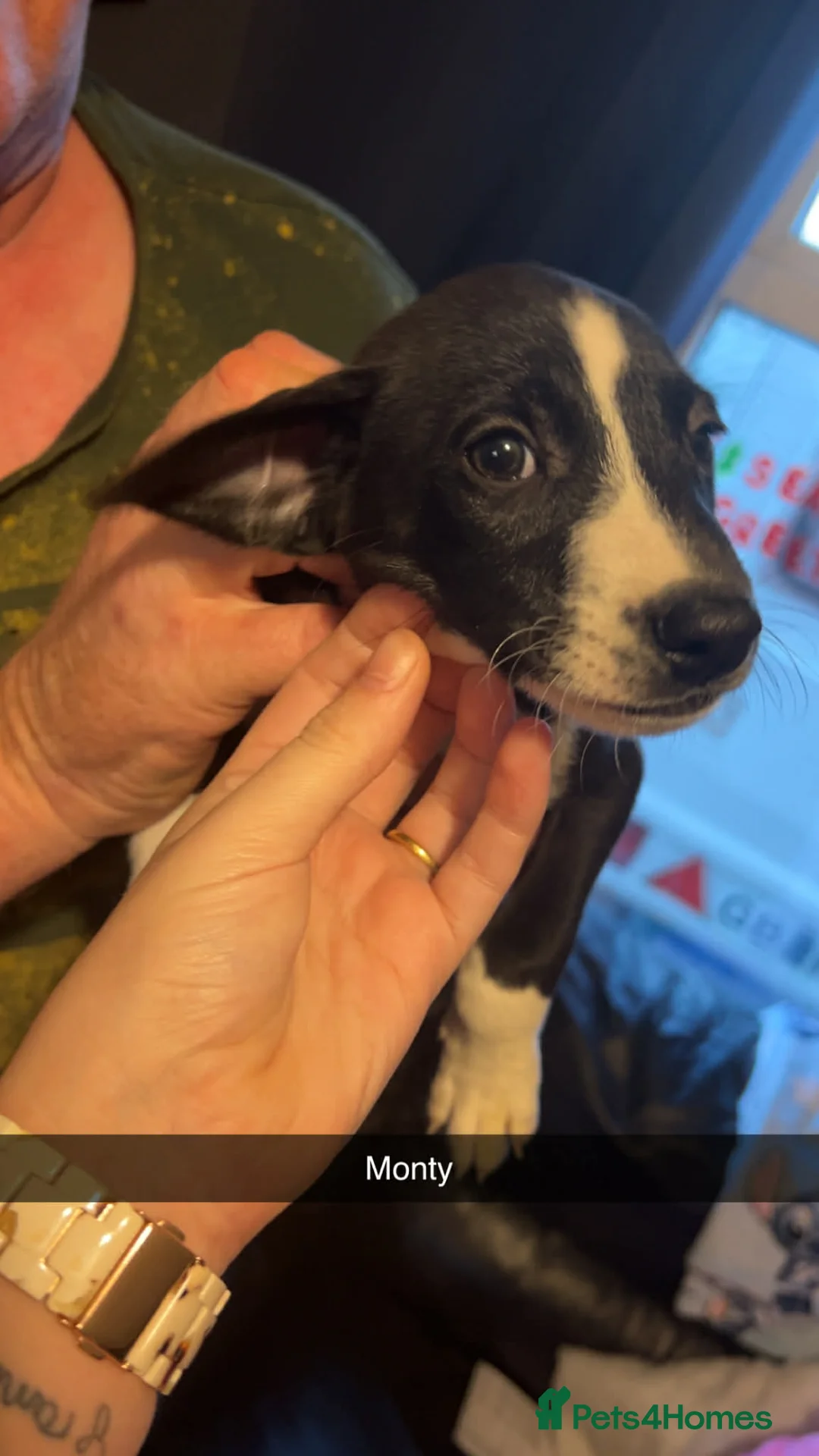 Lurcher dogs for sale: Lurcher pups  - Advert 2