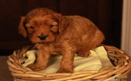 Cavapoo dogs for sale: Gorgeous Cavapoo puppies - Image 10