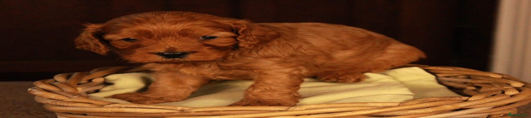 Cavapoo Puppy 2