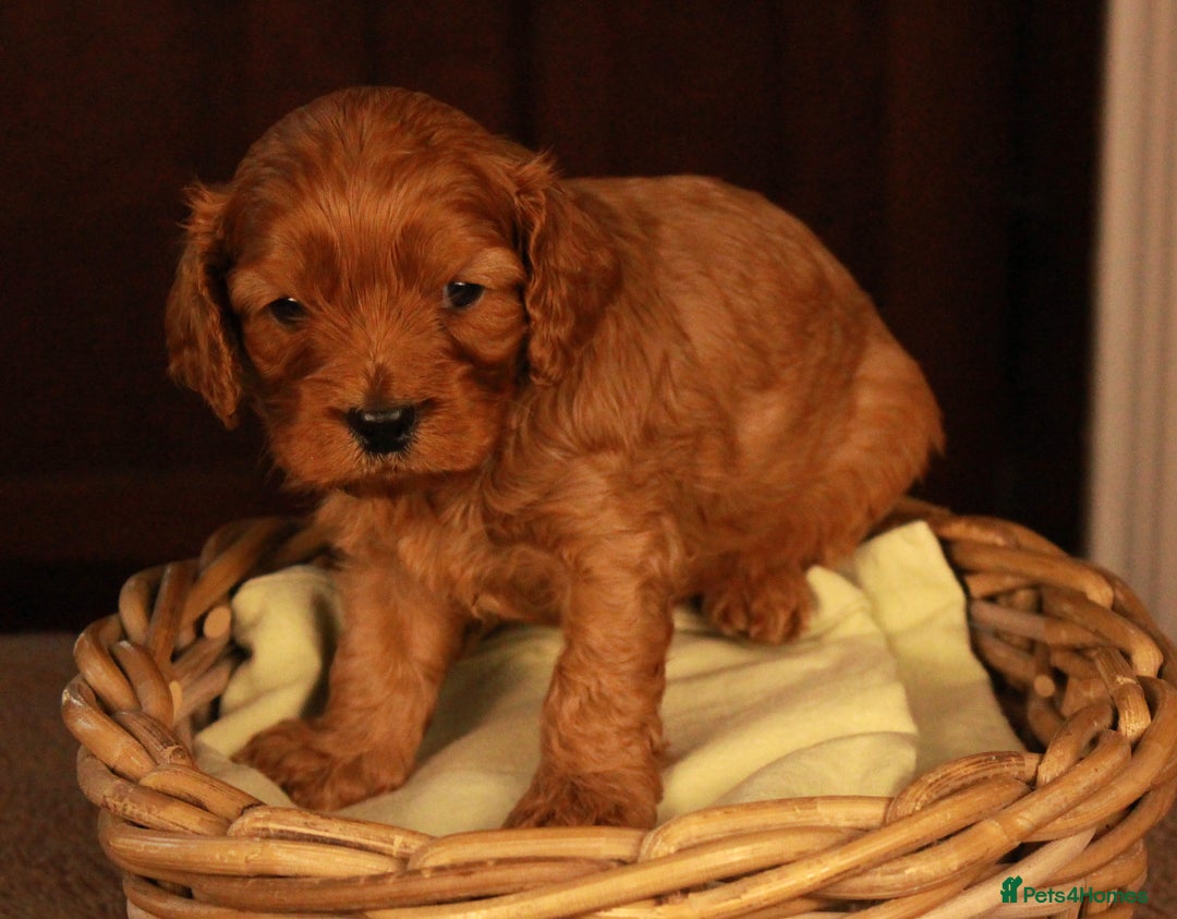 Cavapoo dogs for sale: Gorgeous Cavapoo puppies - Image 10