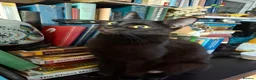 Domestic Shorthair cats for sale: Cat o' Fam ♥️ 💖 💓  - Advert 3