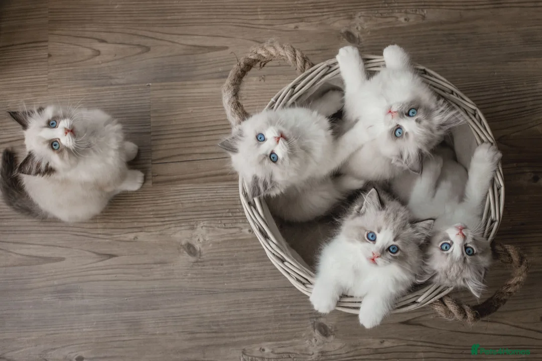 Ragdoll cats for sale: Last Blue Bicolour Ragdoll female available  - Advert 2