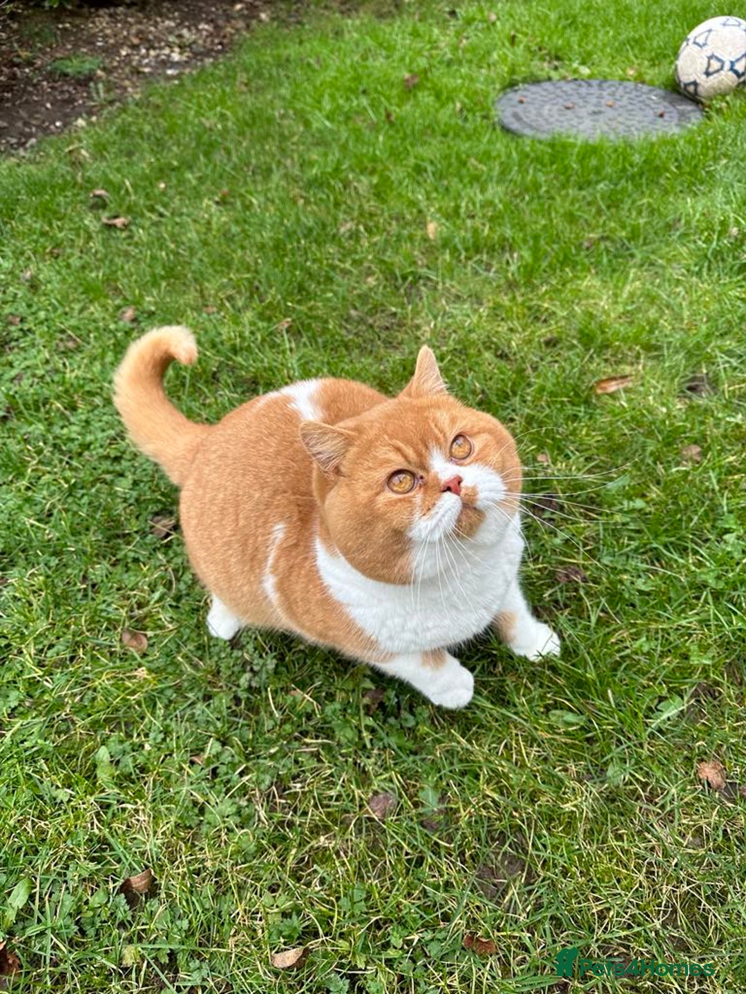 British Shorthair cats for stud: Red & White British Shorthair Male - Advert 2