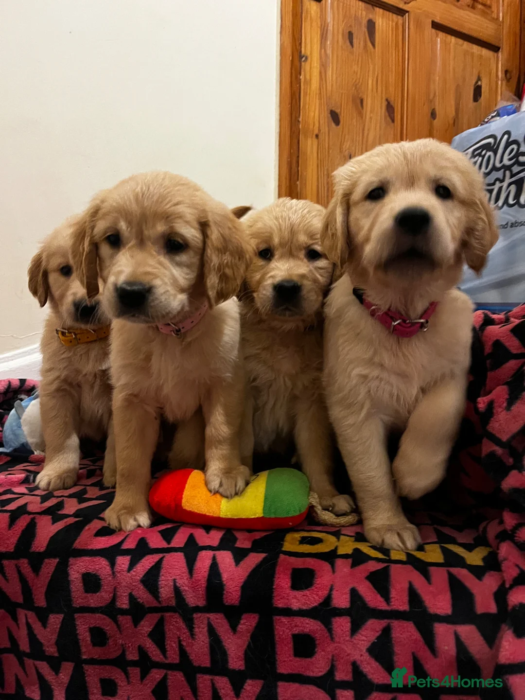 Golden Retriever dogs for sale: 8 Beautiful Golden Retriever Puppies  - Advert 2