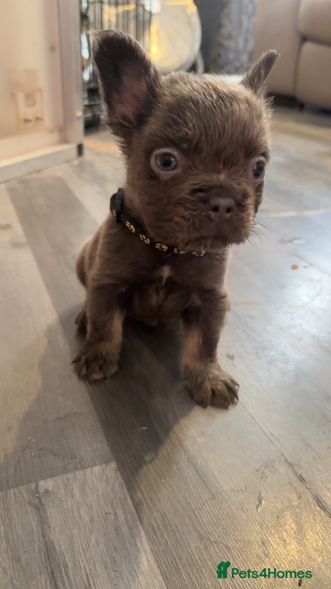 French Bulldog dogs Fluffy French bulldog - Advert 2