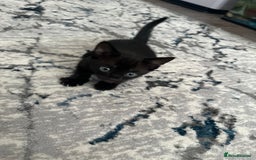 Bengal cats for sale: Mixed Breed Kittens  - Image 1