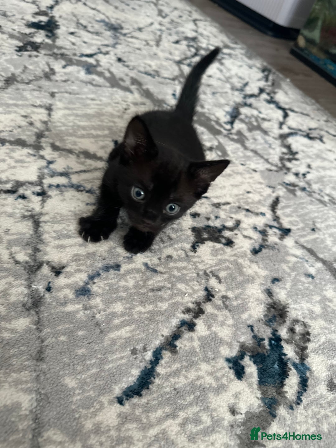 Bengal cats for sale: Mixed Breed Kittens  - Image 1