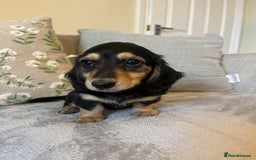 Miniature Dachshund dogs for sale: READY NOW Miniature long hair dachshund  - Image 26