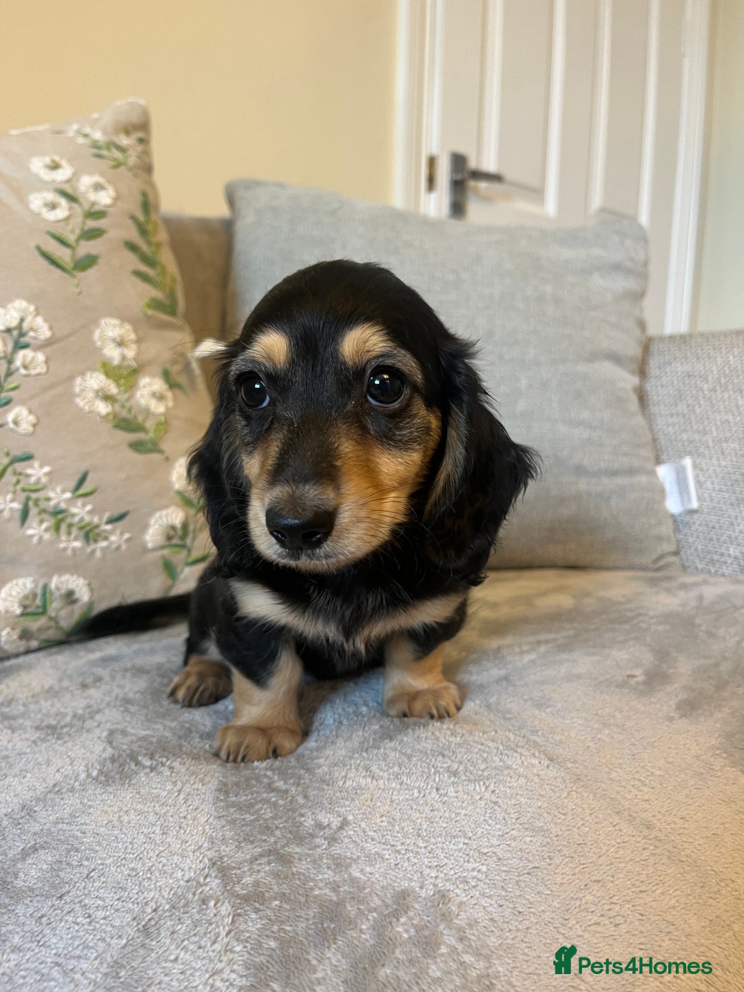 Miniature Dachshund dogs for sale: READY NOW Miniature long hair dachshund  - Image 26