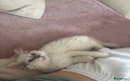 Ragdoll cats for sale: X5 Ragdoll kittens - Image 10