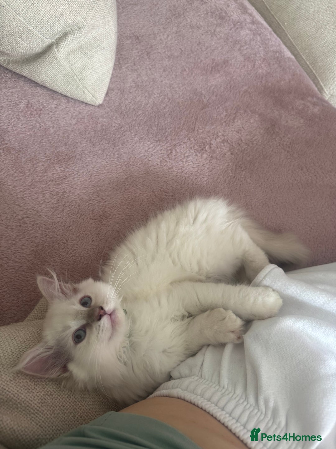 Ragdoll cats for sale: X5 Ragdoll kittens - Image 10