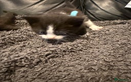 British Shorthair cats for sale: Stunning British Shorthair X Kittens  - Image 11