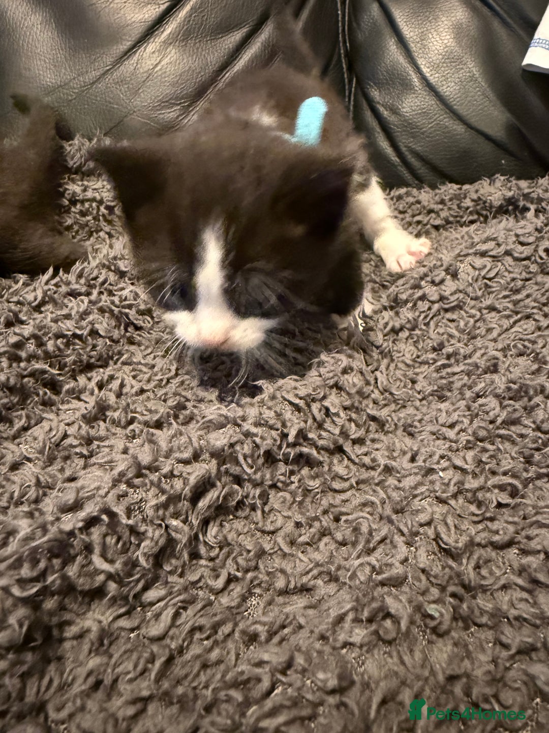 British Shorthair cats for sale: Stunning British Shorthair X Kittens  - Image 11