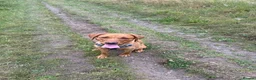 Labrador Retriever dogs for sale: 1 year old fox red Labrador Retriever  in Rosewell - Advert 3