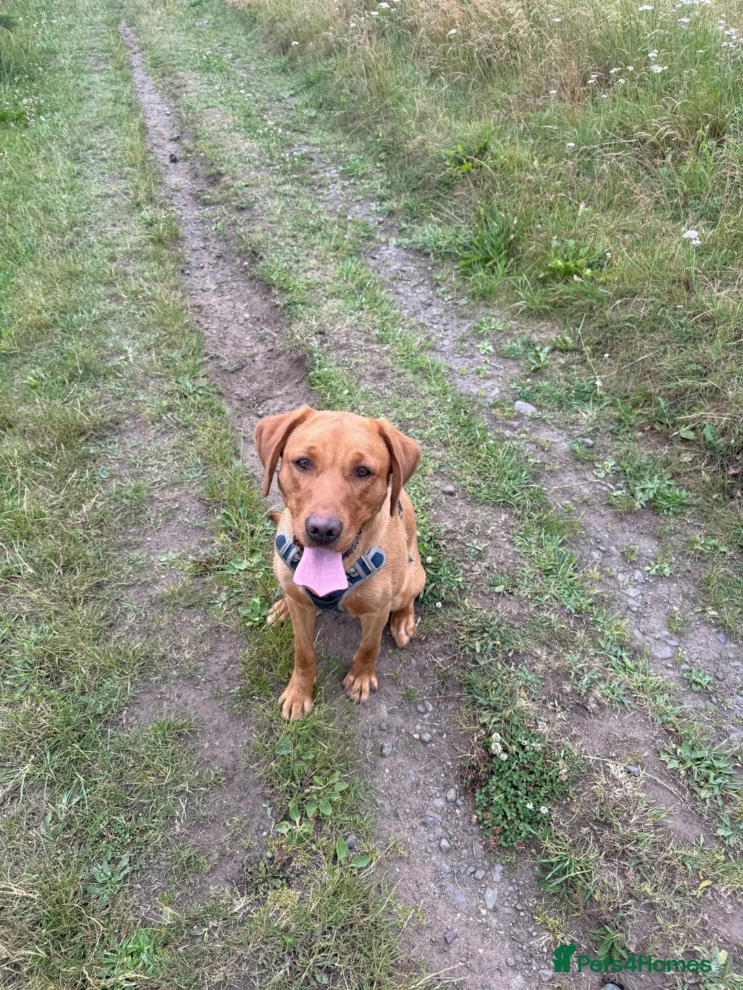Labrador Retriever dogs for sale: 1 year old fox red Labrador Retriever  in Rosewell - Advert 3