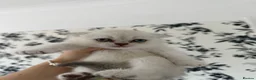 Scottish Fold cats for sale: Scottish Fold x British  - Advert 3