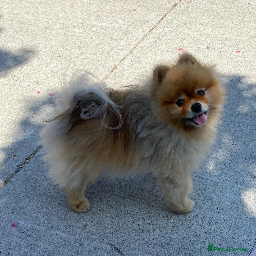 Pomeranian dogs for sale: Adorable Pomeranian Male  - Advert 4