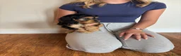 Cockapoo dogs for sale: Cockapoo puppies  - Advert 13