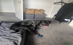 Mixed Breed dogs for stud: Cane corso x black lab - Image 2