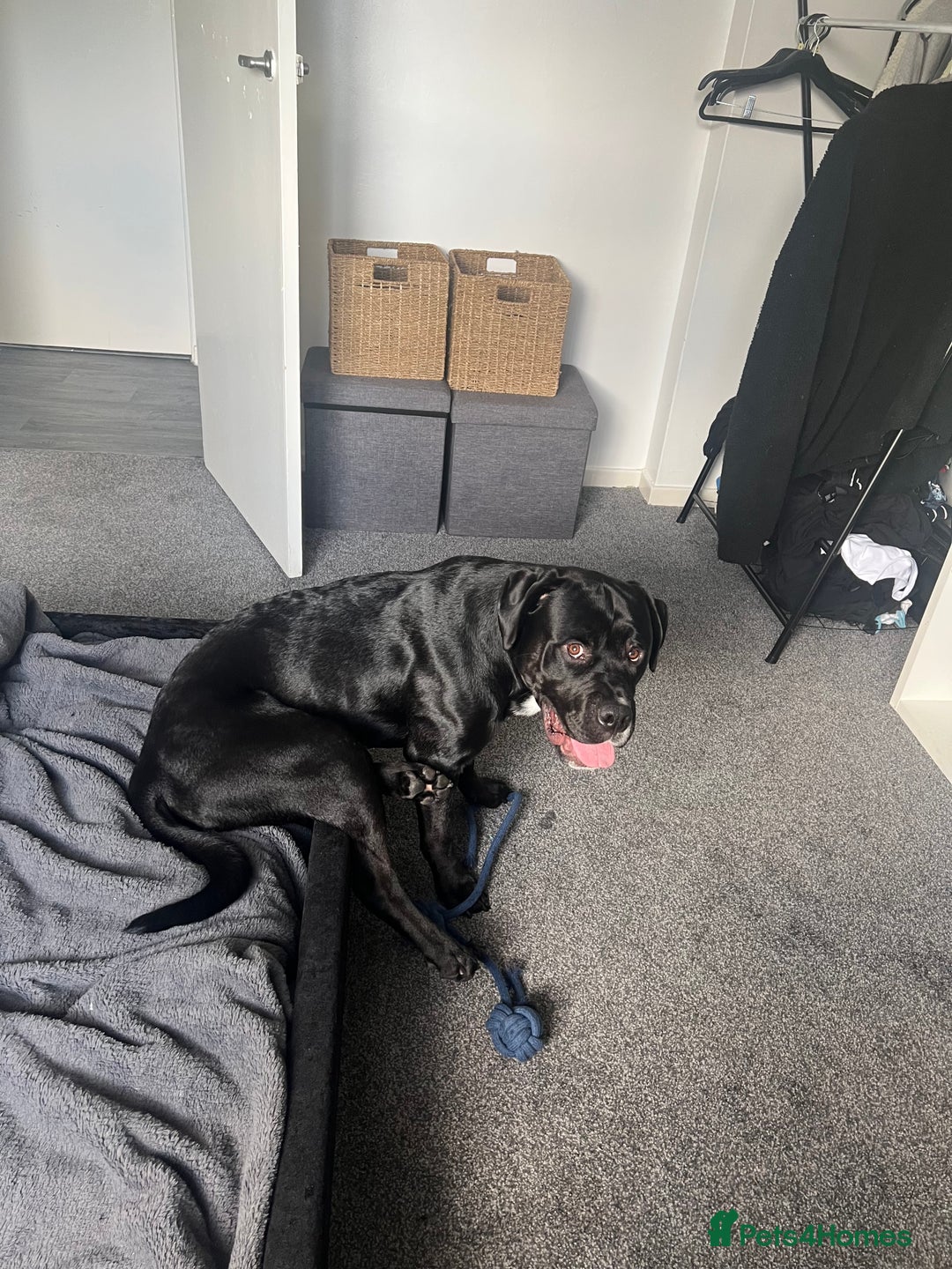 Mixed Breed dogs for stud: Cane corso x black lab - Image 2