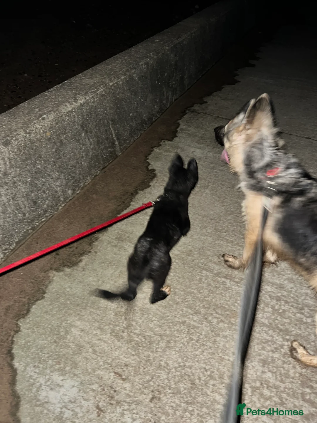 Mixed Breed dogs for sale: German shepherd X COLLiE REDUCED!! - Advert 4