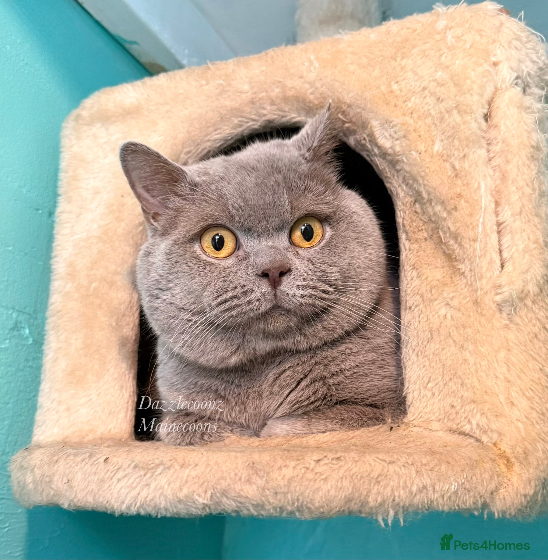 British Shorthair cats GCCF Lilac BSH for stud duties 💜🐻  - Advert 1