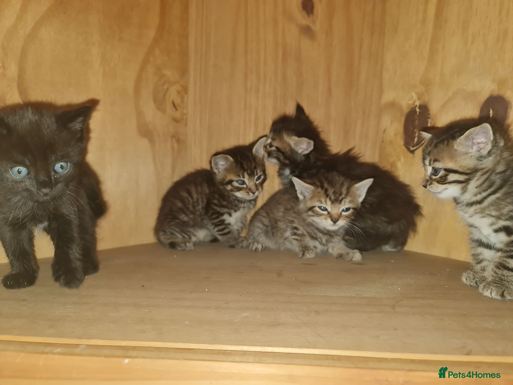 Mixed Breed cats 5 kittens for sale  - Advert 1
