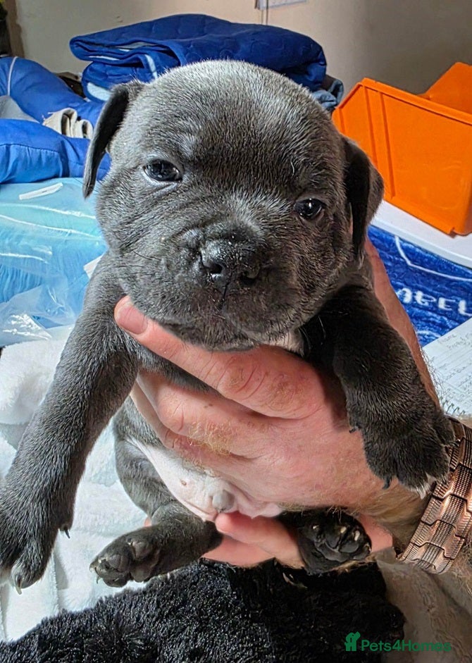 Staffordshire Bull Terrier dogs for sale: Energetic staffy playful puppies for new families. in Rugby - Advert 2