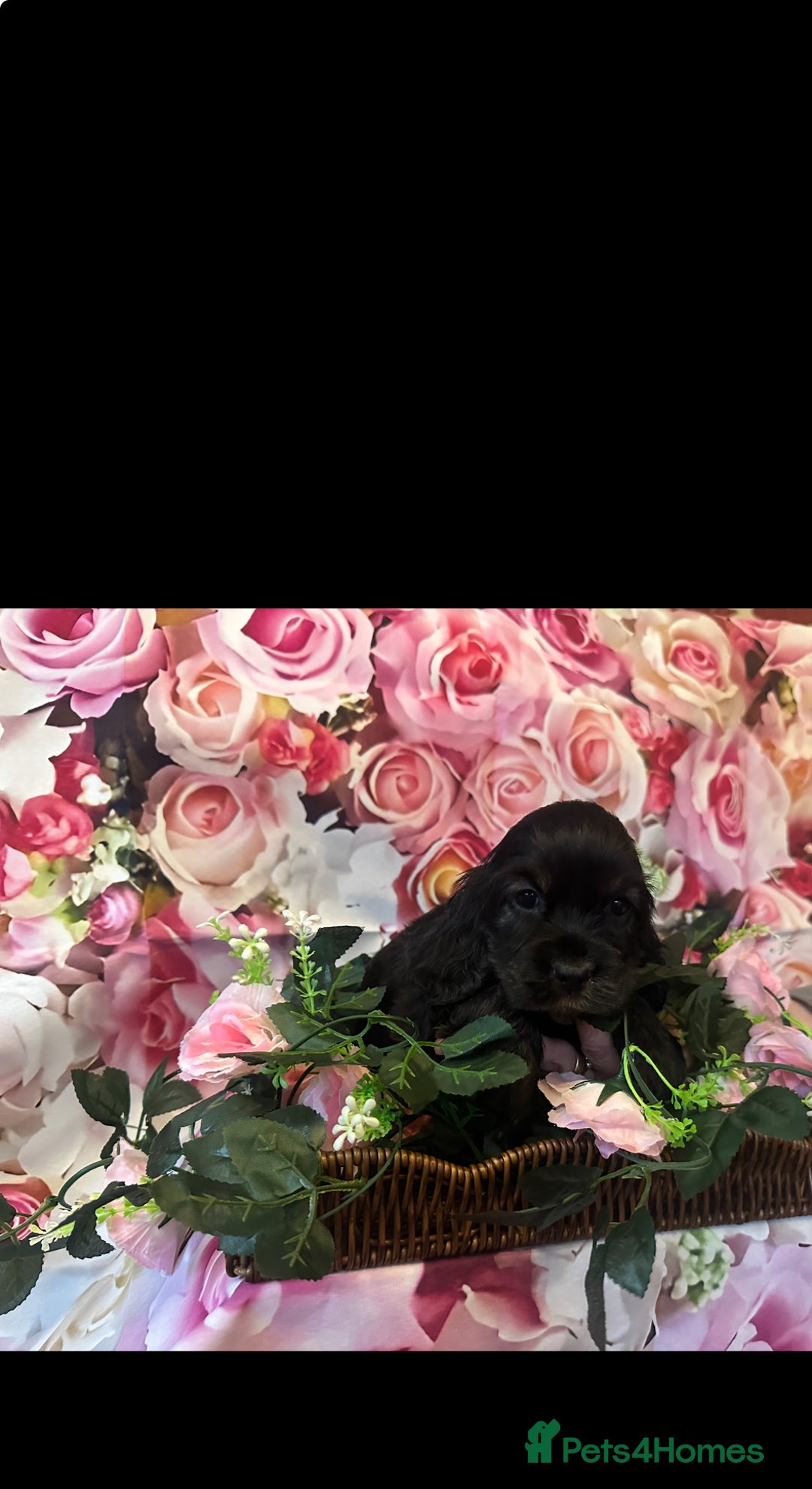 Cocker Spaniel dogs for sale: ⭐️⭐️⭐️⭐️⭐️5 star licenced breeder  cockerspaniels - Image 4