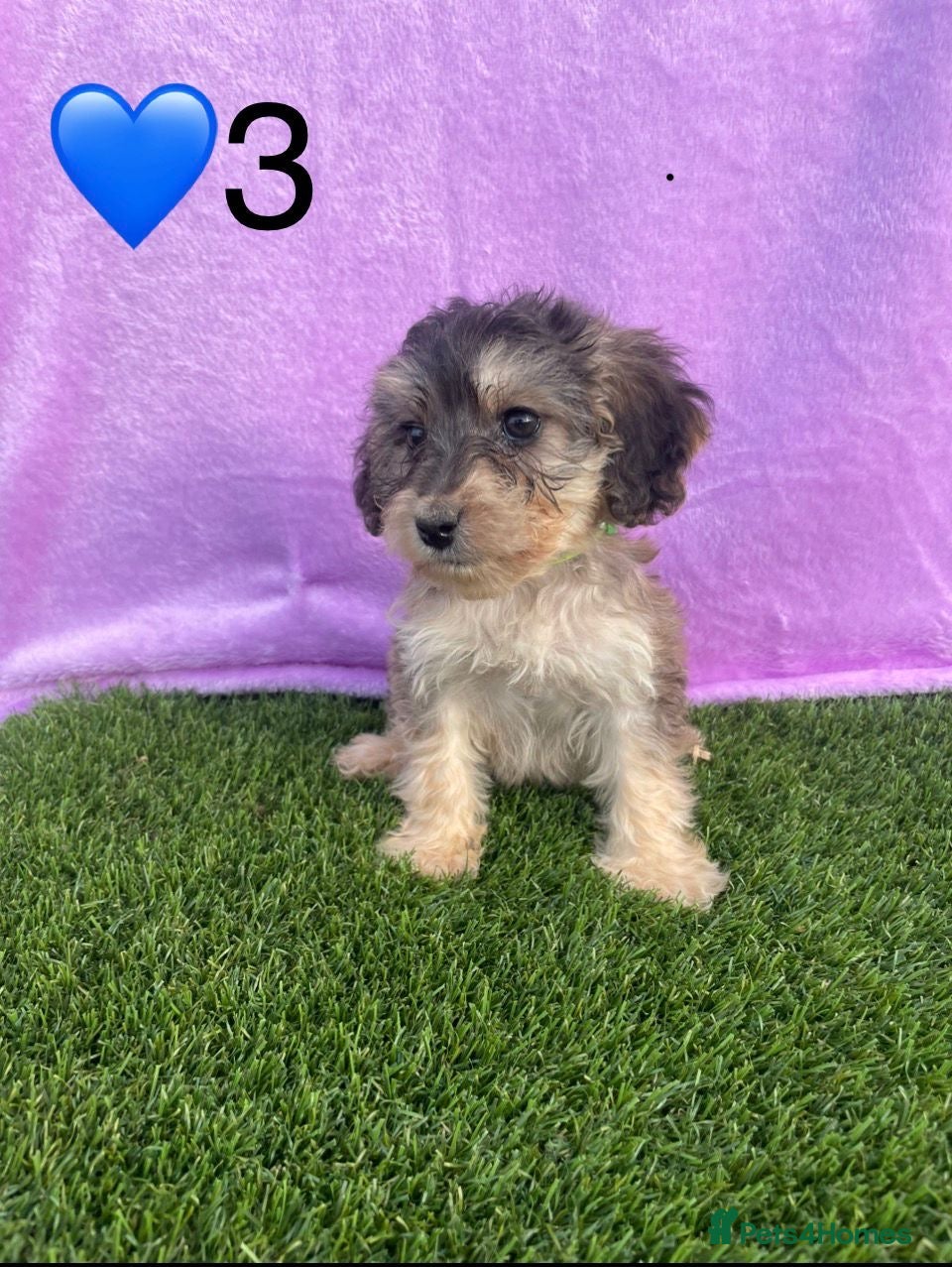 Cockapoo dogs ⭐️Beautiful Minature Cockapoos⭐️ - Advert 1