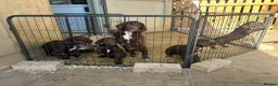 Sprocker dogs for sale: Springer x Cocker Pups  in Barnsley - Advert 7