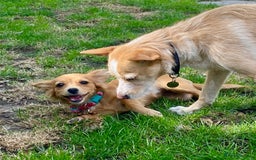 Mixed Breed dogs for adoption: Little (Tiny) Lady - Image 6