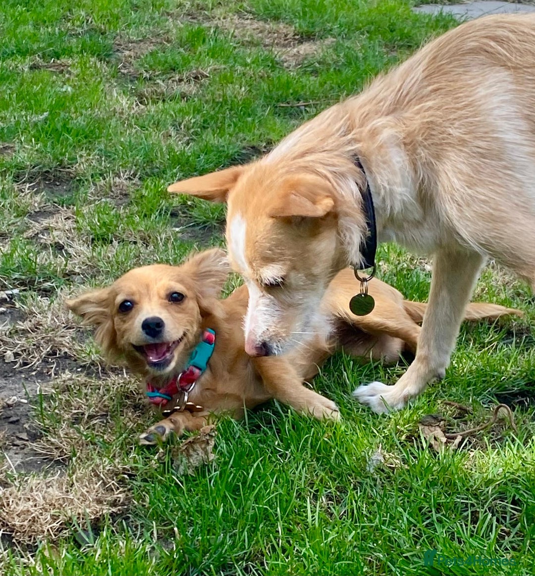 Mixed Breed dogs for adoption: Little (Tiny) Lady - Image 6