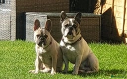 French Bulldog dogs for sale: 2 beautiful French bulldog puppies - Advert 4