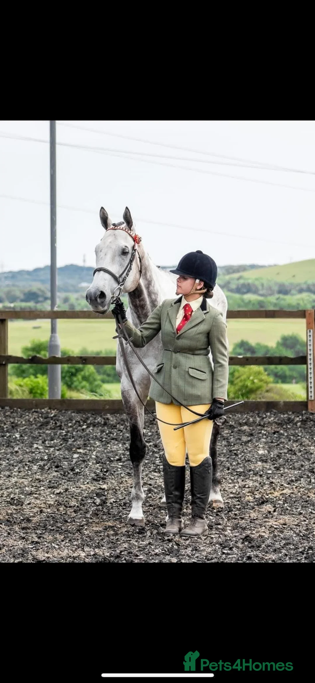 English Thoroughbred horses for sale: Safe allrounder gelding  - Advert 2