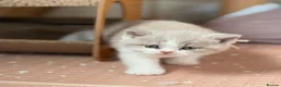 British Shorthair cats for sale: Adorable TICA Registered BSH Kittens  - Advert 5