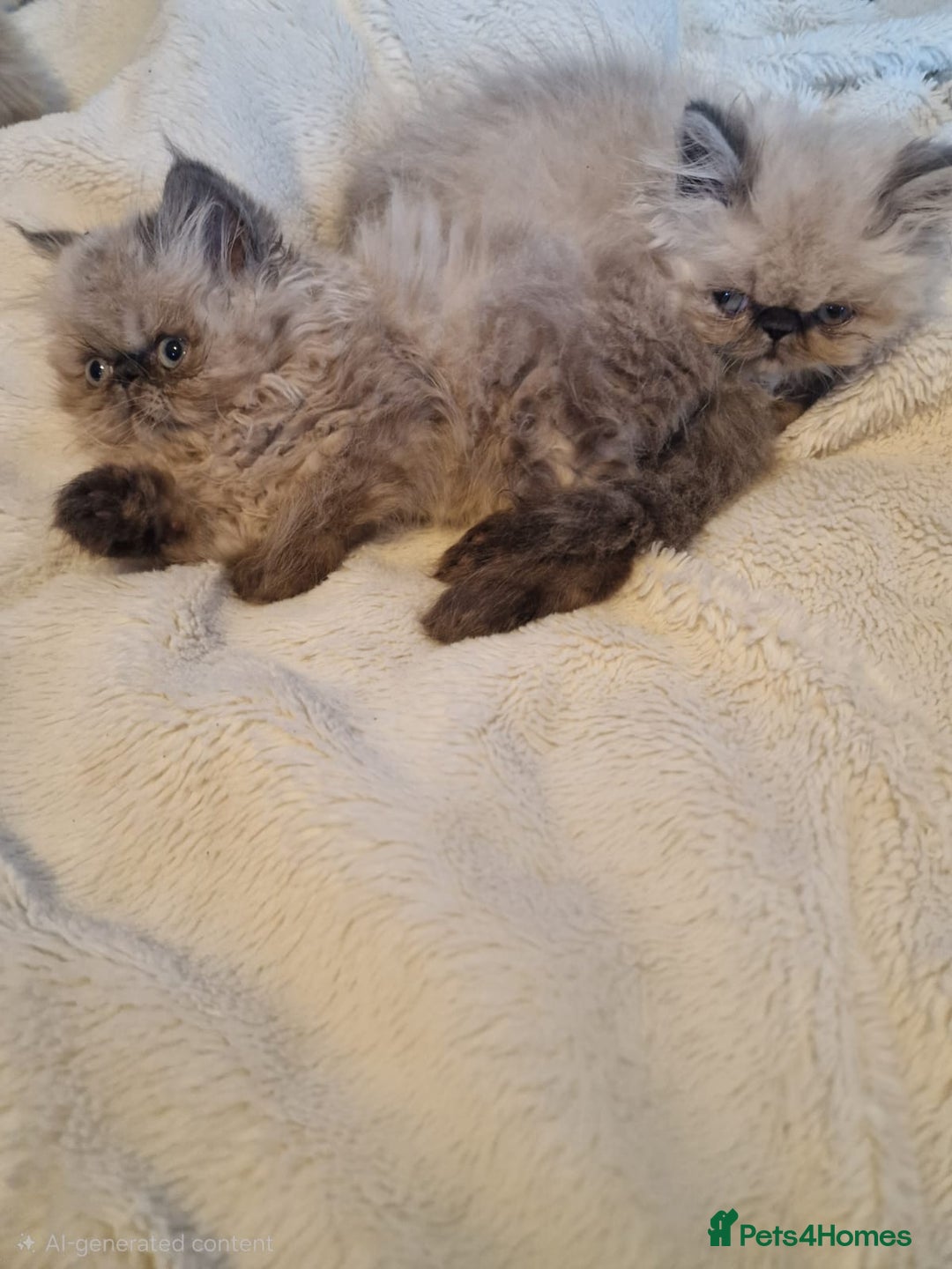 Persian cats for sale: Stunning Persian Kittens. - Advert 13