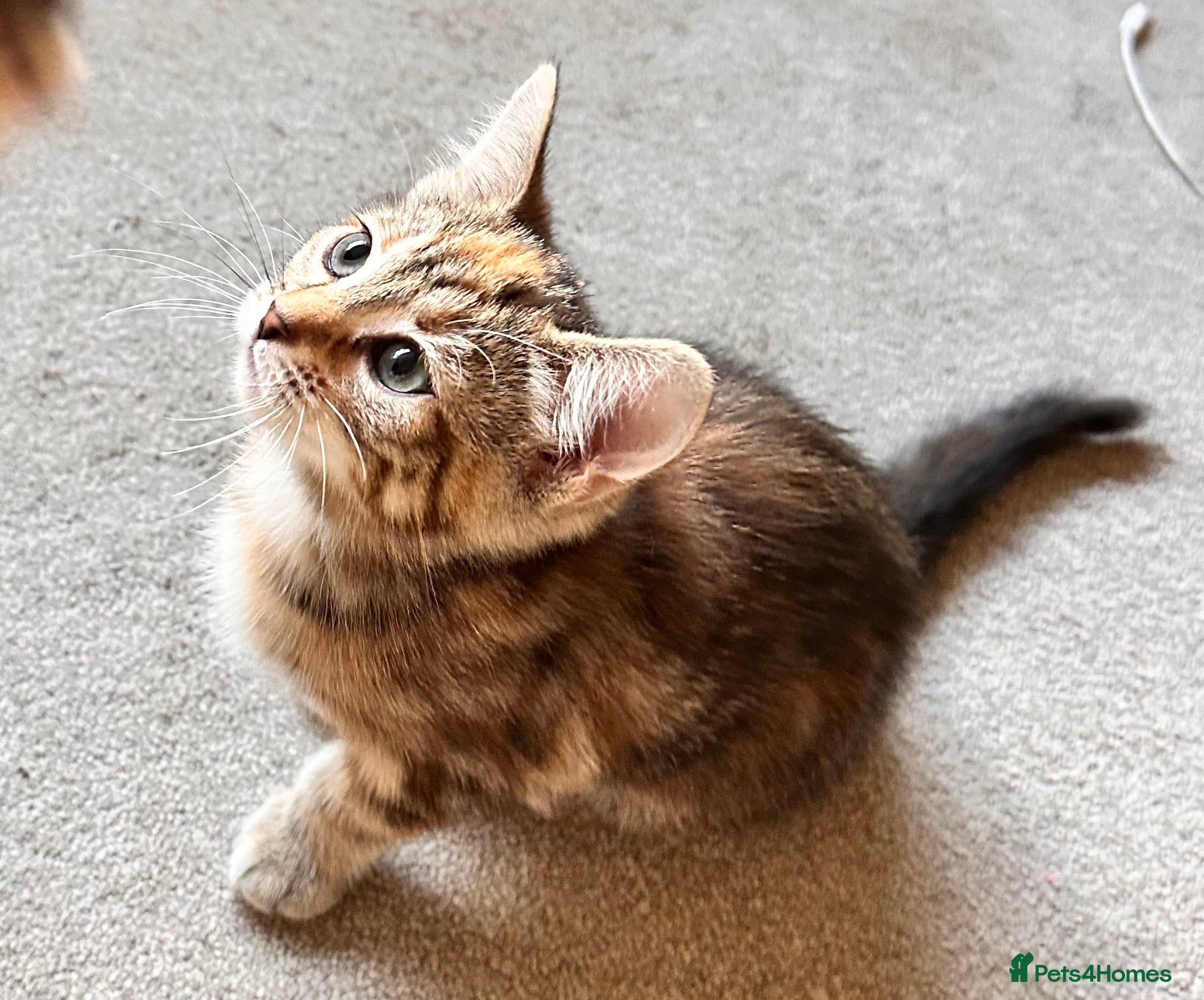 Mixed Breed cats Amiable mixed breed kittens - Advert 15