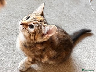 Mixed Breed cats Amiable mixed breed kittens - Advert 7