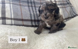 Cockapoo dogs for sale:  🐾SHOW TYPE F1 COCKAPOO PUPPIES 4 BOYS 2 GIRLS 🐾 - Image 1