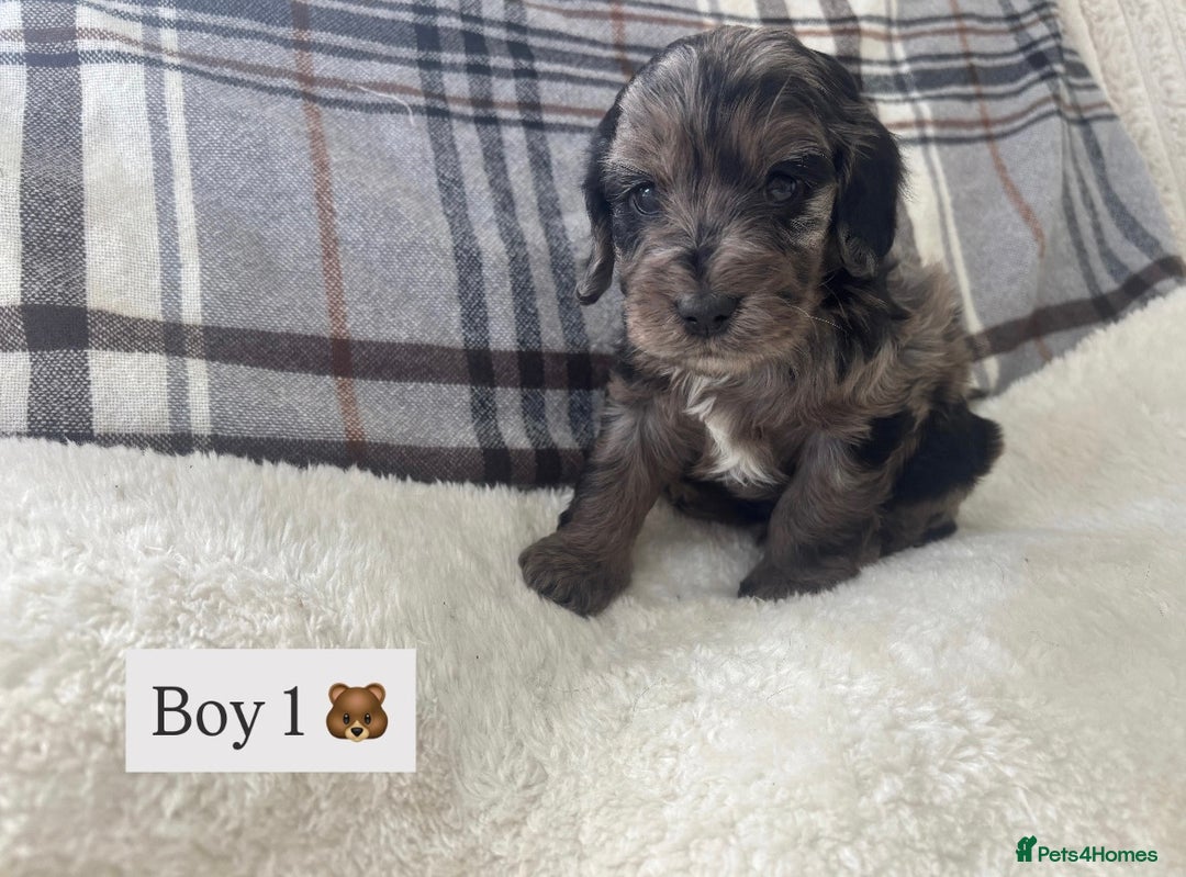 Cockapoo dogs for sale:  🐾SHOW TYPE F1 COCKAPOO PUPPIES 4 BOYS 2 GIRLS 🐾 - Image 1
