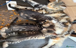 Savannah cats for sale: 3 beautiful kittens  - Image 1