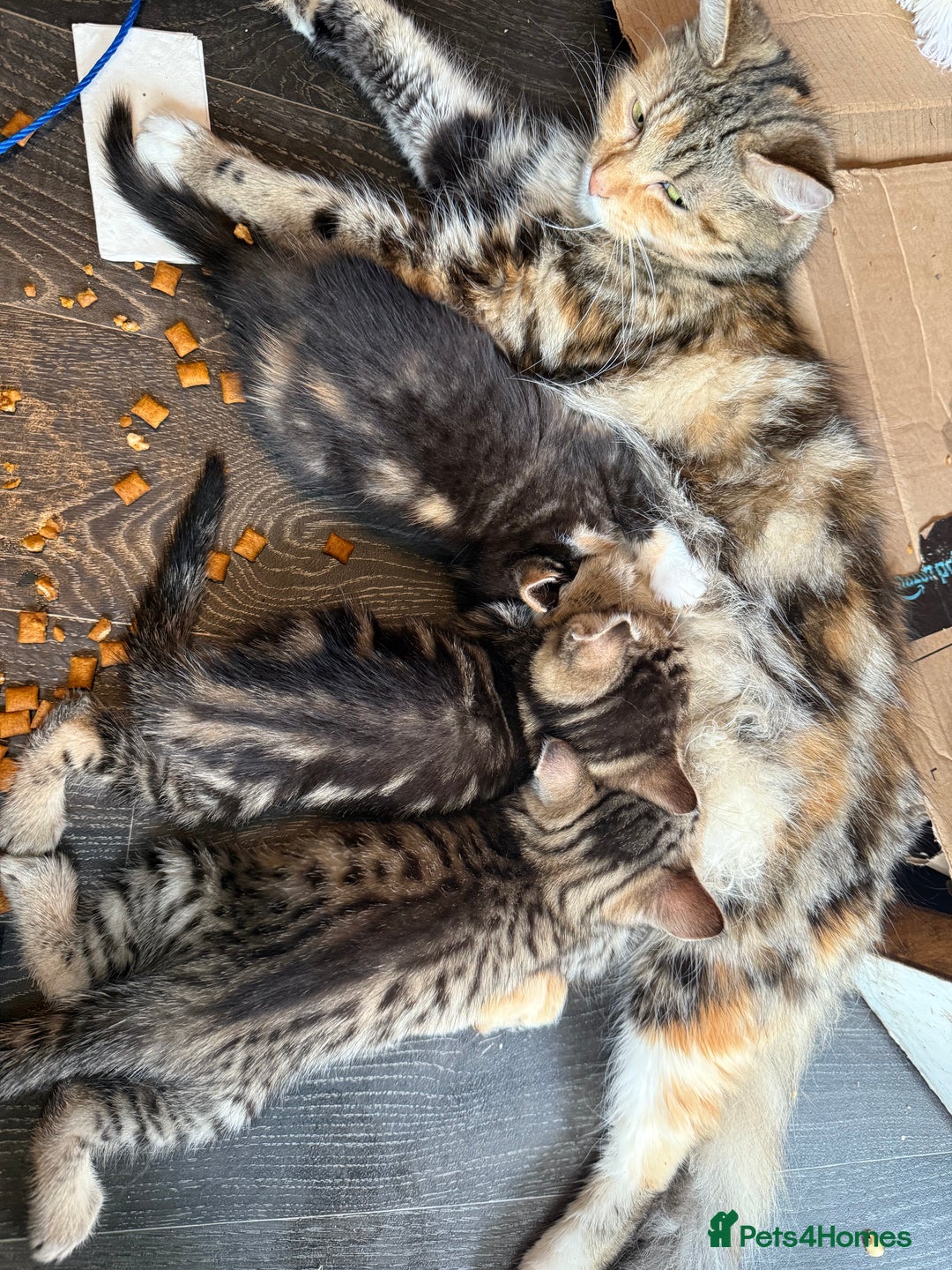 Savannah cats for sale: 3 beautiful kittens  - Image 1