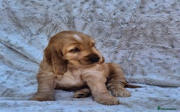 Cocker Spaniel dogs for sale: Kc reg Show Cocker Spaniels  - Image 7
