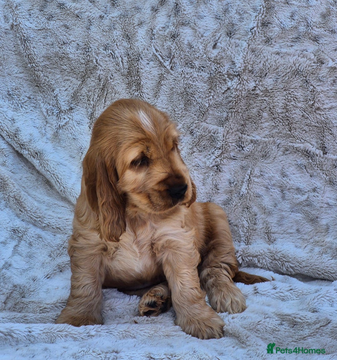 Cocker Spaniel dogs for sale: Kc reg Show Cocker Spaniels  - Image 7