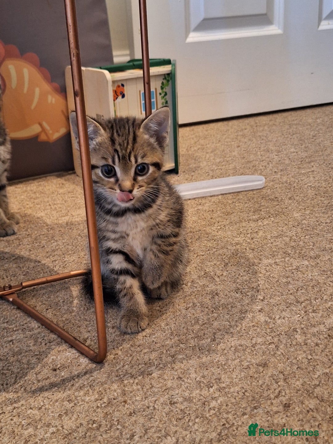 Mixed Breed cats for sale: Kittens  - Image 5