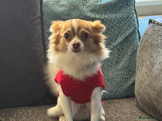 Chihuahua dogs Milo the Chihuahua for stud - Advert 1