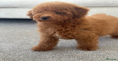 Toy Poodle dogs - Advert 16