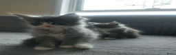 Maine Coon cats for sale: Beautifull Maine Coon kittens in Edinburgh - Advert 15