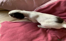 English Springer Spaniel dogs for sale: KC Reg English Springer Spaniel puppies - Image 5
